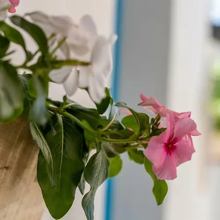 La Locanda Degli Agrumi Homestay Trapani